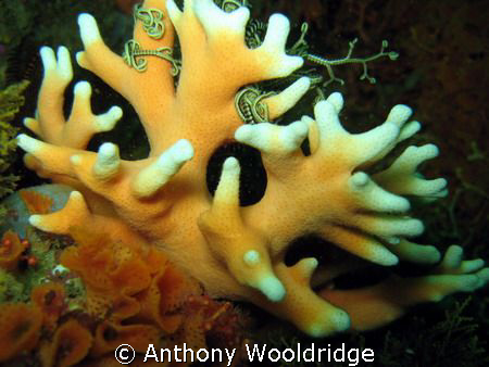 Noble coral, with a basket star using it as a vantage poi... by Anthony Wooldridge 