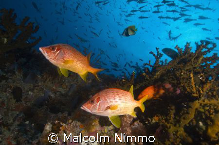 Another early morning dive in the Maldives  by Malcolm Nimmo 