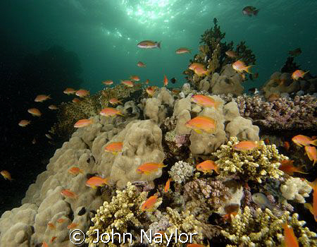 red sea anthias and corals by John Naylor 