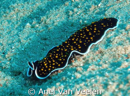 Gold dotted flatworm taken at Marsa Bareika with SP350. by Anel Van Veelen 