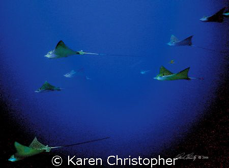 Eagle Rays in Cozumel, Mexico. Shot in ambient light with... by Karen Christopher 
