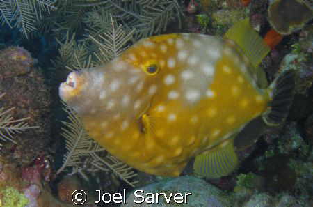 Spotted File Fish by Joel Sarver 