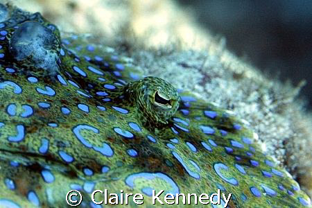 Flounder eye in Cozumel, taken with Canon EOS30D with 100... by Claire Kennedy 