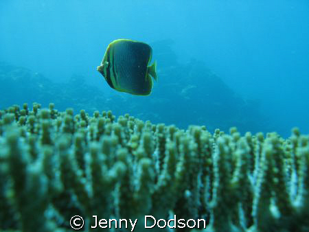 Butterflyfish caught off guard swimming over some plate c... by Jenny Dodson 