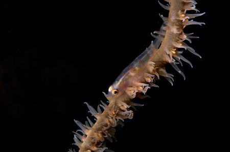 WHip coral goby in Fiji by Andy Lerner 