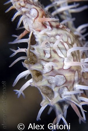 Male Ghost pipefish pouch. by Alex Grioni 