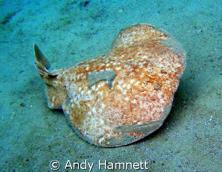 Mucky Torpedo Ray at the house reef in Safaga. by Andy Hamnett 