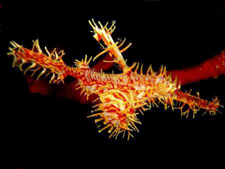 I found this Ornate ghost pipefish when I'm dive in Pos 2... by Monita Yusuf 