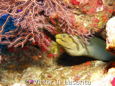 nice green eel with deep water gorganias in black wall di... by Victor J. Lasanta 