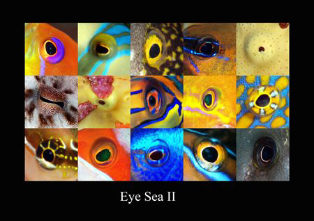 Second in the serie of Eye sea. by Dray Van Beeck 