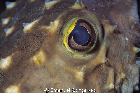 Chilomycterus spilostylus (Yellowspotted burrfish), Egypt... by Emanuel Gonçalves 