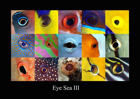 Eye sea III by Dray Van Beeck 