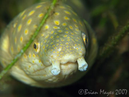 I'm not sure about this Sharptail Eel (Myrichthys brevice... by Brian Mayes 