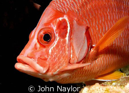 Squirrel fish nikon d200 60mm macro lens.Elphinstone reef. by John Naylor 