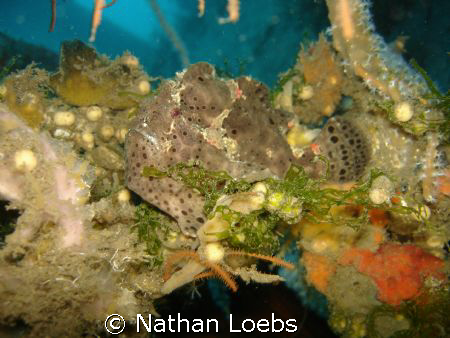 Frogfish in Dumaguete, Philippines by Nathan Loebs 