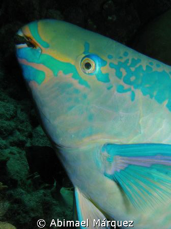 Stoplight Parrotfish, Bonaire 2008 by Abimael Márquez 
