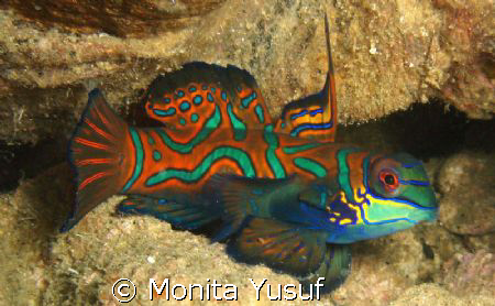 Mandarin .... One of beauty under the sea :) by Monita Yusuf 