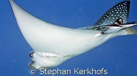 another closeup of spotted eagle ray (aetobatis narinari)  by Stephan Kerkhofs 
