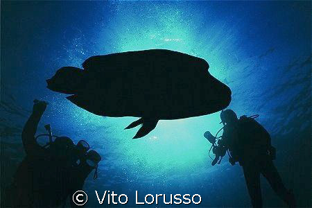 Fishs - Cheilinus undulatus by Vito Lorusso 