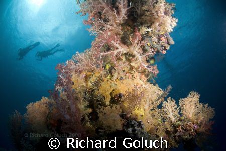 Corals on the mast of the Sankisan Maru-Truk Lagoon by Richard Goluch 