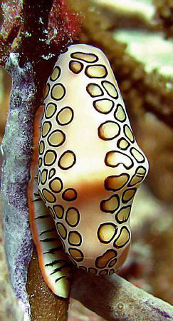 Another Flamingo Tongue, Bonaire.  Taken with Canon S70. by Juan Torres 