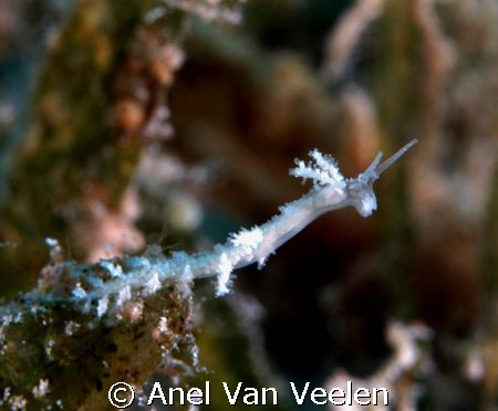 Diver's favorite, taken at Marsa Bareika with Olympus E30... by Anel Van Veelen 