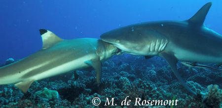 Amazing! A grey reef shark bitting a black tip shark. D50... by Moeava De Rosemont 