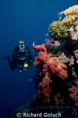 Diver at the bow of the Fujikawa Maru -Truk Lagoon by Richard Goluch 