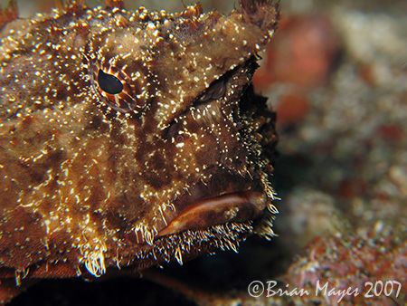 Shortnose Batfish (Ogcocephalus nasutus) doesn't look ver... by Brian Mayes 