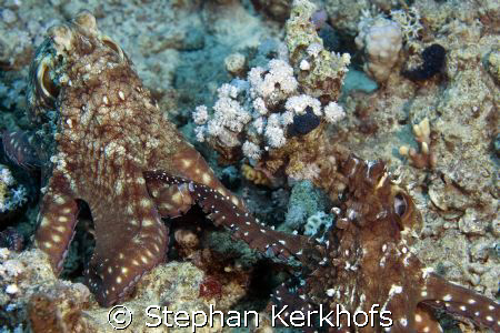 a pair of reef octopus (octopus cyaneus) being very frien... by Stephan Kerkhofs 