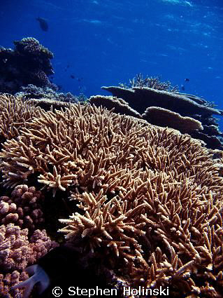 Great Barrier Reef, Hard-Corals by Stephen Holinski 