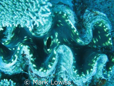 giant clam by Mark Lowiss 