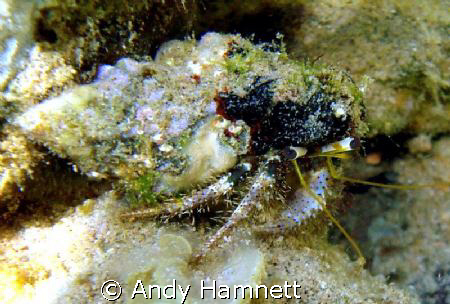 One Hermit crab that didn´t retreat as soon as I got there.  by Andy Hamnett 
