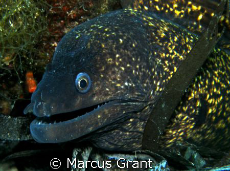 A large morer eel, sitting pretty on the wreck of HMS Mou... by Marcus Grant 