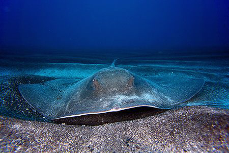 Ray on the sand. by Miguel Cortés 