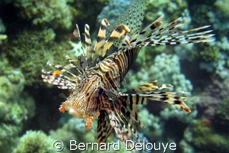Lion fish from Panorama Reef...

Canon G7 & Ikelite Case by Bernard Delouye 