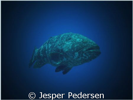Grouper by Jesper Pedersen 