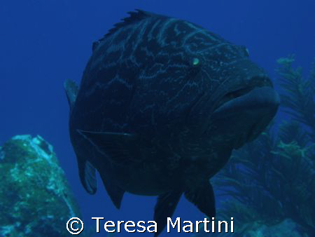 Close up Grouper by Teresa Martini 