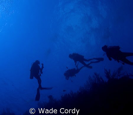 The Deep Blue, Belize, macro by Wade Cordy 