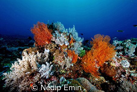 A beautiful soft coral patch in crystal clear water by Nedip Emin 