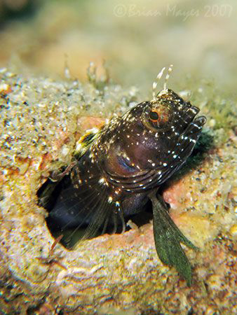 Sailfin Blenny (Emblemaria pandionis) cautiously leaving ... by Brian Mayes 