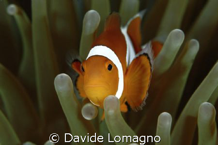 pesce pagliaccio e anemone di mare by Davide Lomagno 