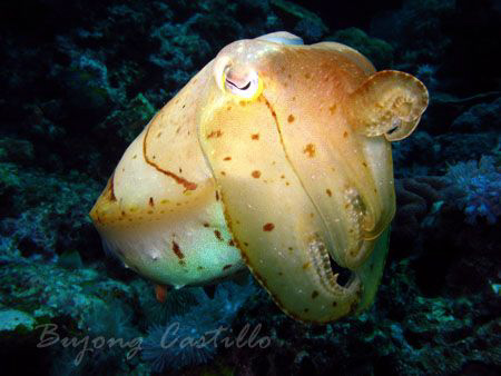 Cuttlefish - Taken at Koala dive site in Anilao, Batangas... by Arthur Castillo 