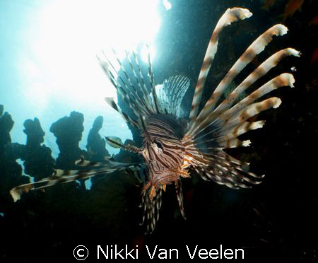 Lionfish sunburst taken at Nabq Park with E300.  by Nikki Van Veelen 