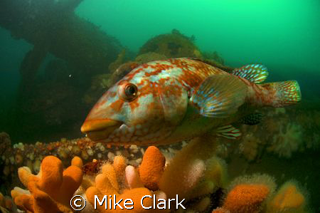 Welcome to my wreck. Friendly Ballan Wrasse on wreck of h... by Mike Clark 