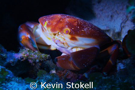 Found this crab today at Bullenbaai on the south coast of... by Kevin Stokell 