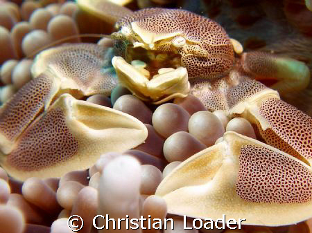 Porcelain Crab in Anemone. - at Koimalaa Corner, Baa Atol... by Christian Loader 