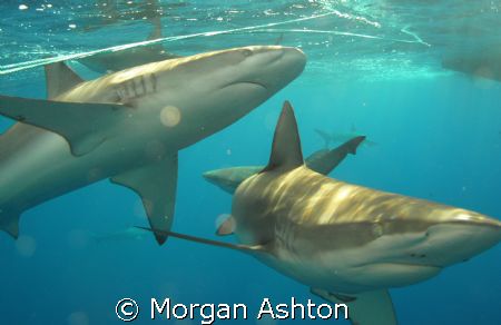 Galapagos sharks off Hawaii's North Shore. Taken with a S... by Morgan Ashton 