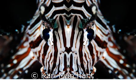 lionfish macro-mirror by Karl Marchant 