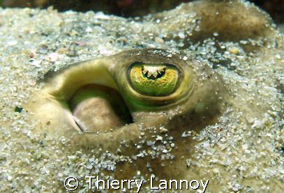 The eye of a peaceful Stingray in the Sea of Cortez, Mexico by Thierry Lannoy 
